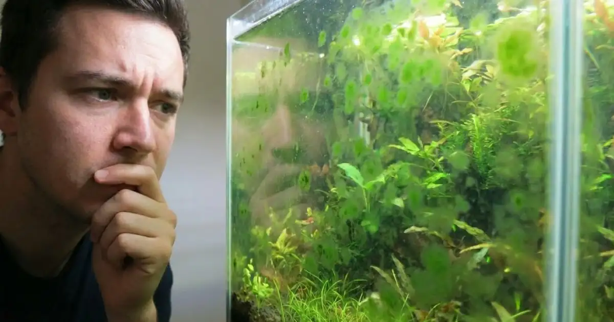 Algas No Nano Aquário: Como Identificar e Eliminar Cada Tipo (Com Fotos Para Comparar)