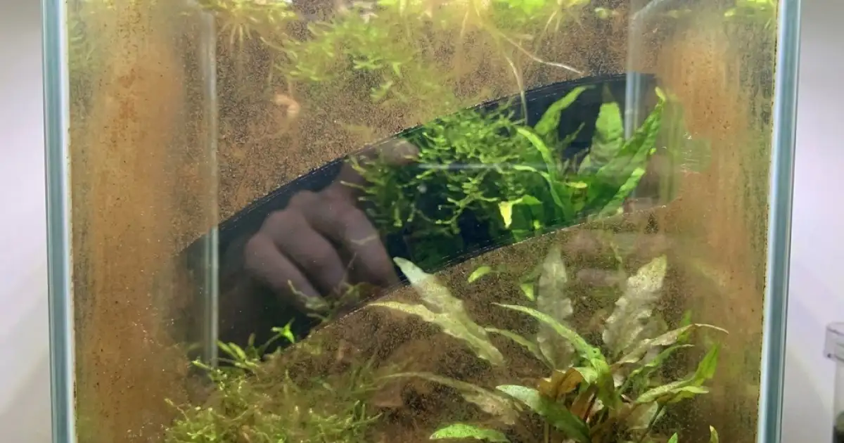 Diatom&aacute;cea sob lupa: camada marrom que sai com um toque do dedo. Assustadora para iniciantes, inofensiva na pr&aacute;tica. Desaparece sozinha em semanas.