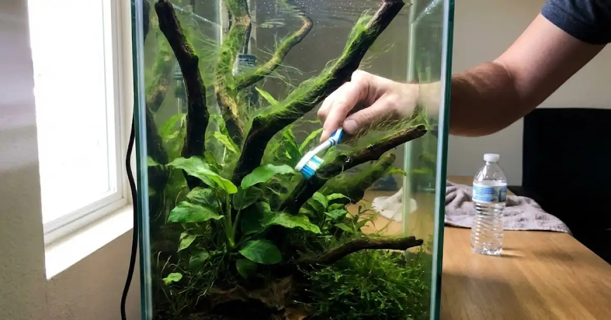 Hair algae no tronco: filamentos verdes que ondulam na corrente. Escova de dentes velha &eacute; a ferramenta perfeita para remo&ccedil;&atilde;o manual.