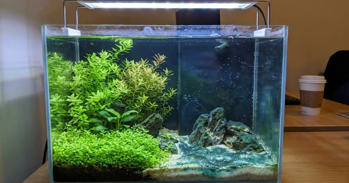 Cianobact&eacute;ria avan&ccedil;ando: a camada viscosa azul-esverdeada sobre o substrato &eacute; inconfund&iacute;vel. Cheira mal, parece ruim &mdash; e precisa de a&ccedil;&atilde;o imediata.