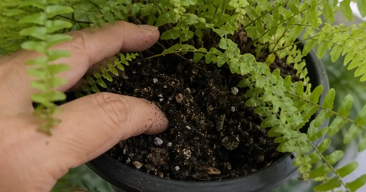 Primeiro cuidado prático do artigo samambaia em varanda sombreada: umidade, vento e cuidados diários em varanda sem sol