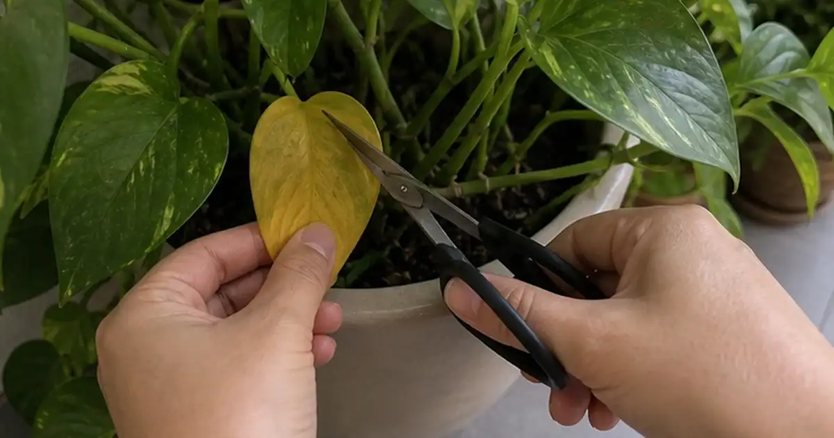 Ajuste final do artigo como evitar folhas amarelas em plantas de sombra em varanda de apartamento sem sol