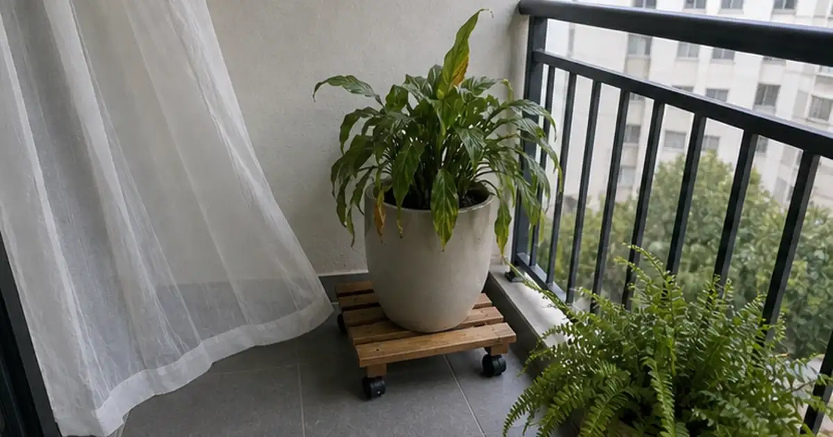 Ajuste final do artigo planta murchando mesmo sem sol forte: causas prováveis e como agir em varanda de apartamento sem sol