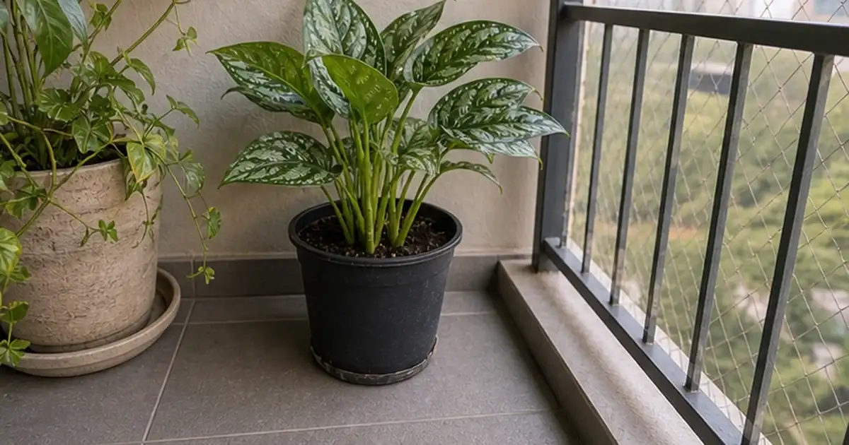 Ajuste final do artigo como recuperar planta recém-comprada antes de colocar na varanda em varanda de apartamento sem sol